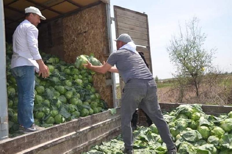 Предприниматель бесплатно раздал 120 тонн капусты в Туркестанской области