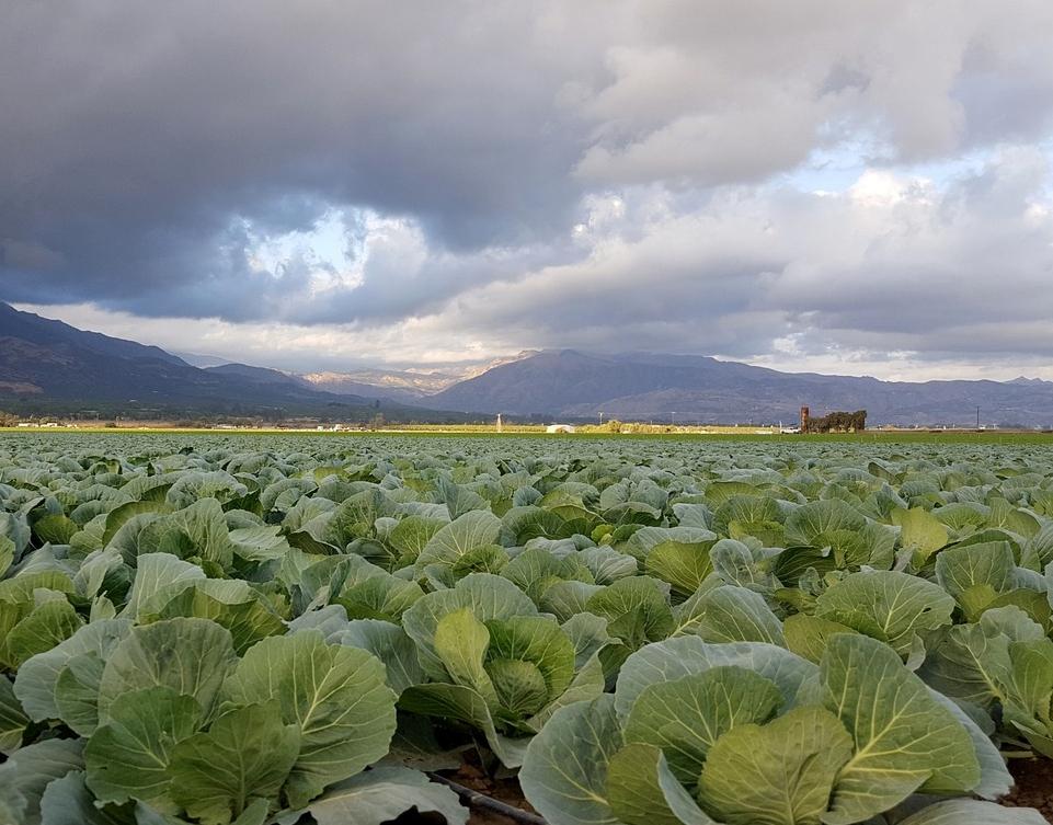 Мы обнищаем: фермеры юга Казахстана обращаются к министру сельского хозяйства