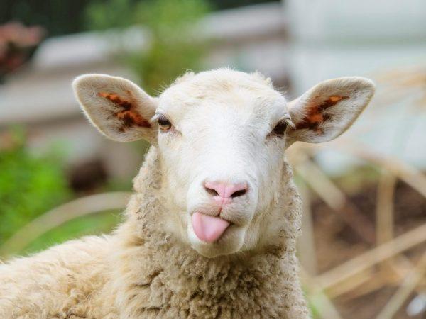 Саудовская Аравия будет закупать овец в Казахстане для религиозных праздников