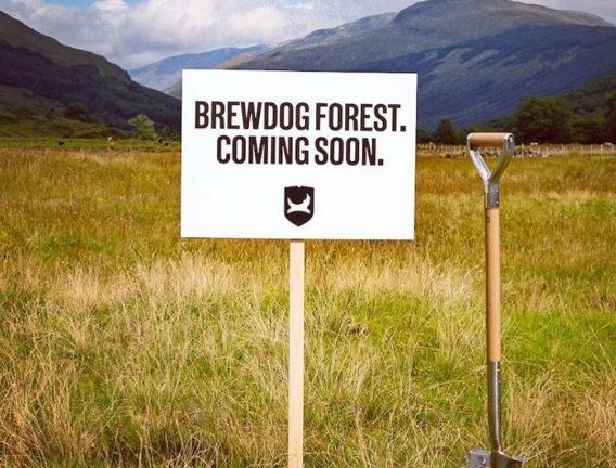 Пивоварня посадит миллион деревьев, чтобы снизить выбросы CO2