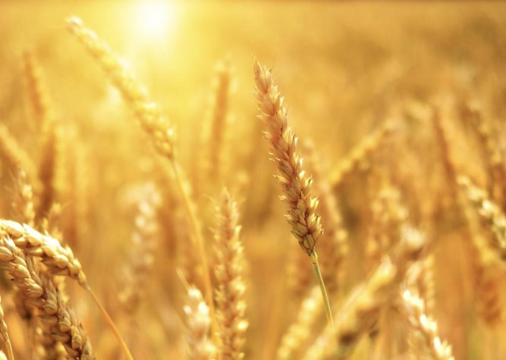 Почему цены на пшеницу падают, несмотря на мировую засуху