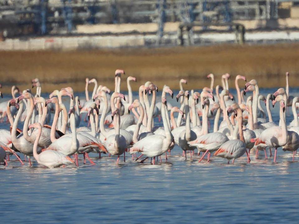 Розовый фламинго прилетел на Каспий