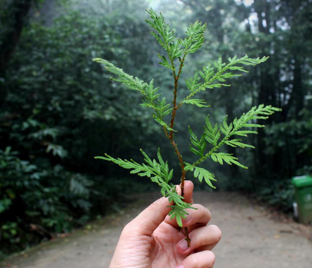 Потребителей можно подтолкнуть к экологическому поведению с помощью безобидных уловок