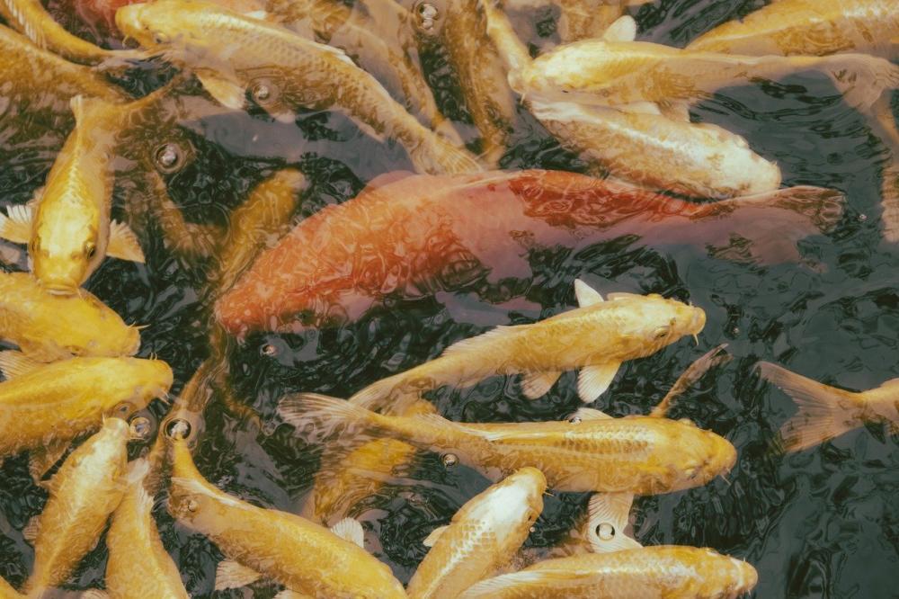 Рыбоводство как стартап: в РК резко вырос интерес бизнеса к выращиванию рыбы
