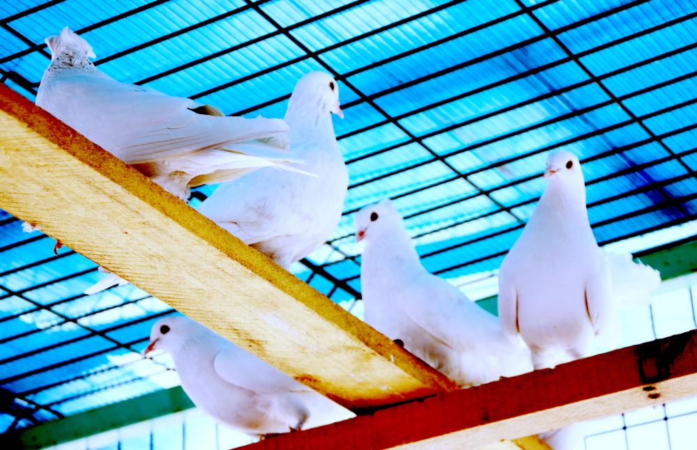 Приют для белых голубей появился за южной трибуной «Медеу»