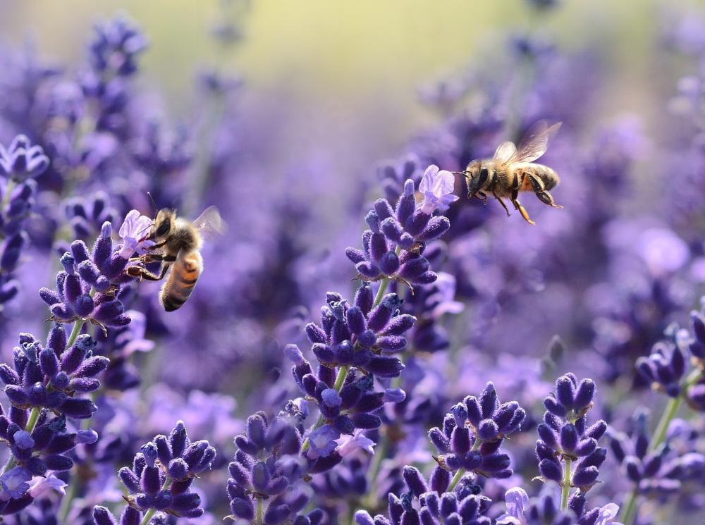 20 тыс. пчёл построили улей в офисе американского стартапа, пока сотрудники были на удалёнке