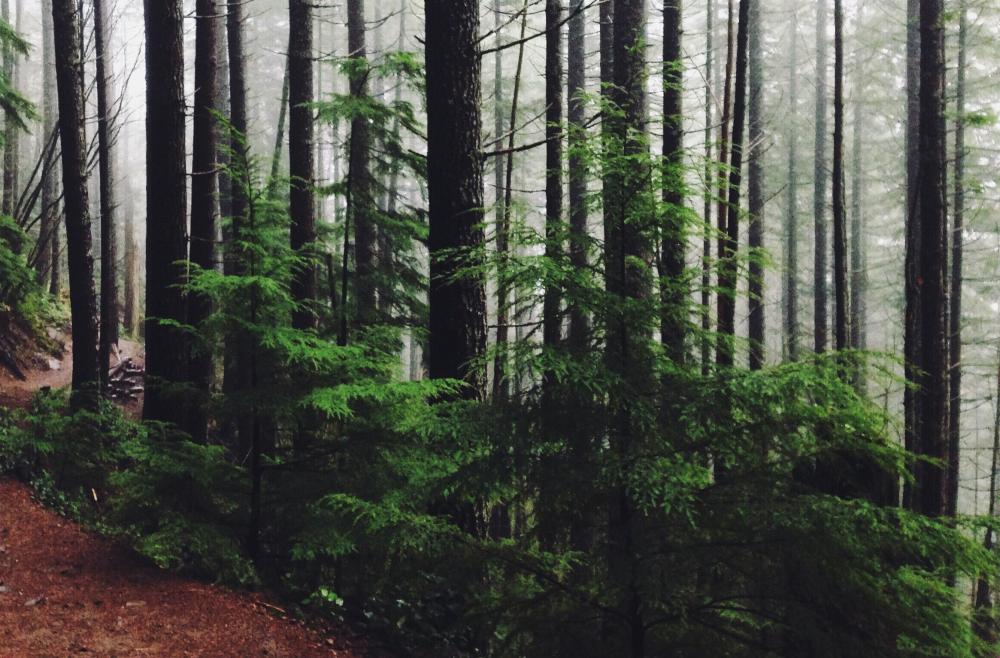IKEA купила 4,5 тыс. гектаров леса в США, чтобы спасти его от уничтожения