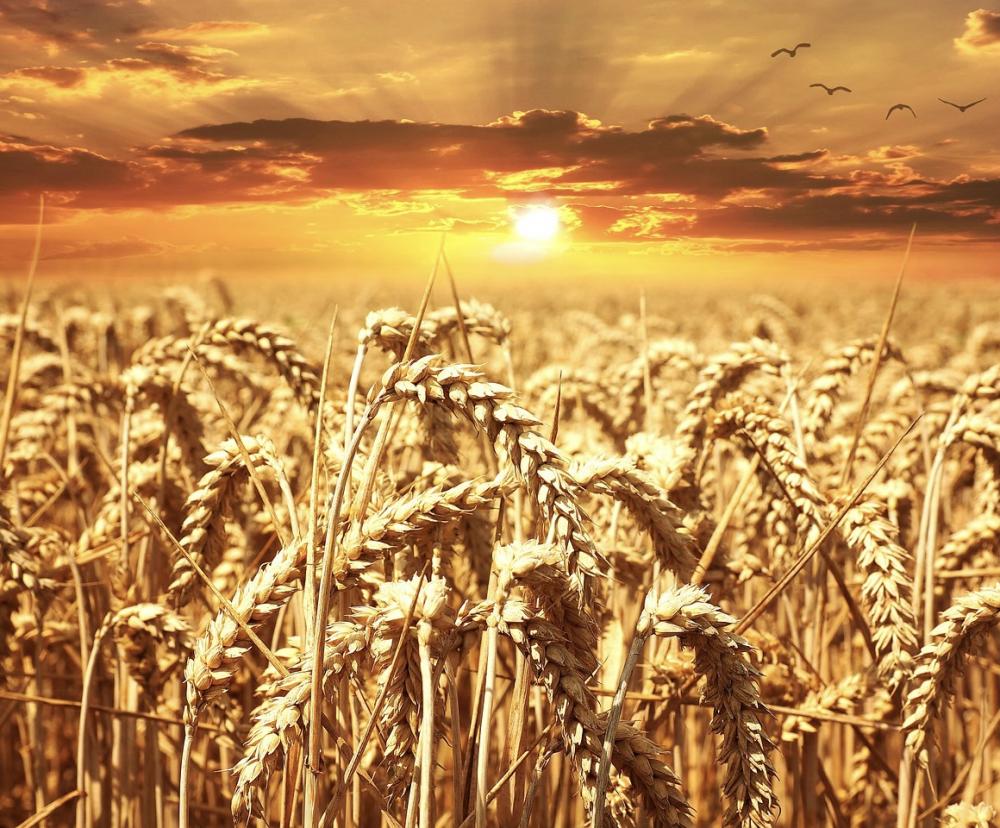 Субсидирование стоимости зерна вводится в РК с января 2022 года