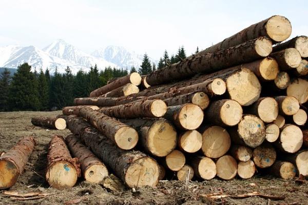Инвесторы из Китая могут запустить деревообрабатывающий завод в Казахстане