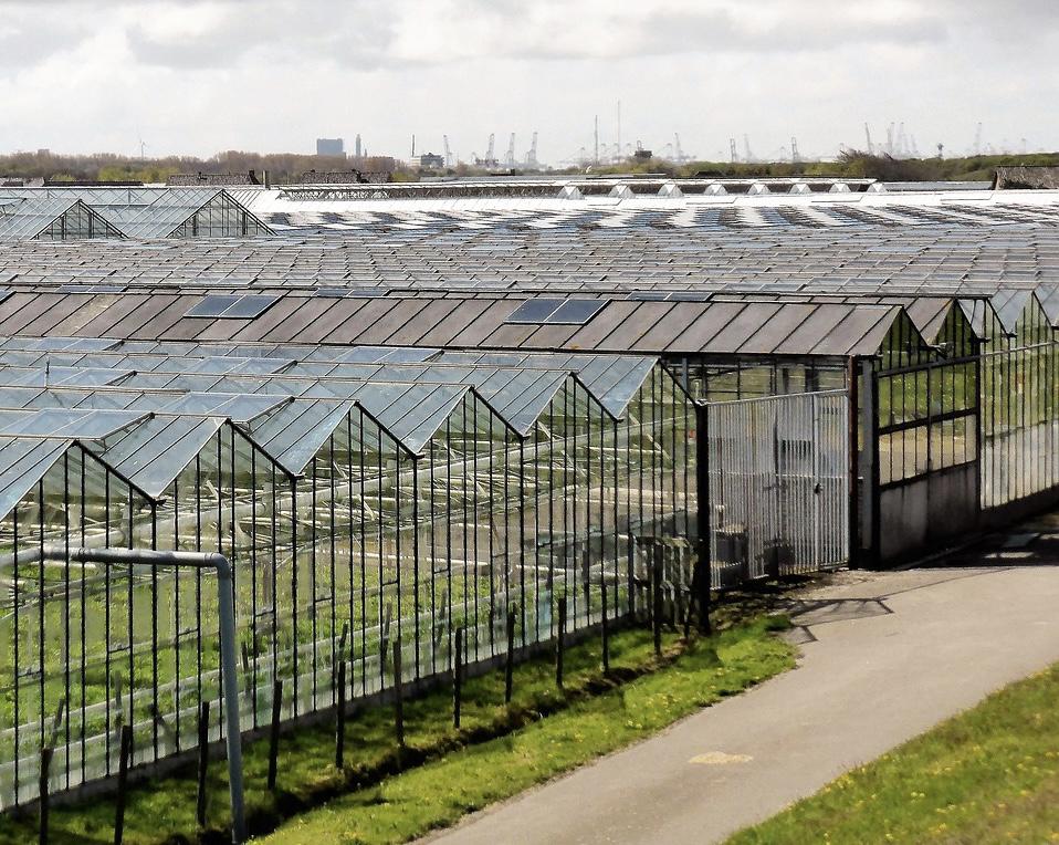 В Казахстане сокращаются площади промышленных и фермерских теплиц