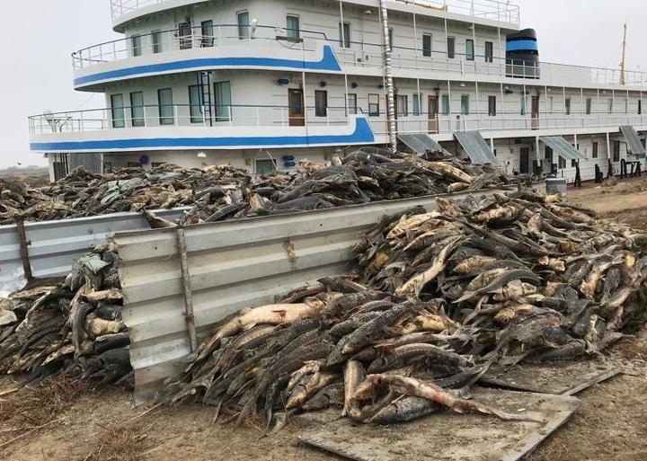 Установлено предприятие, виновное в массовой гибели рыбы в Урале