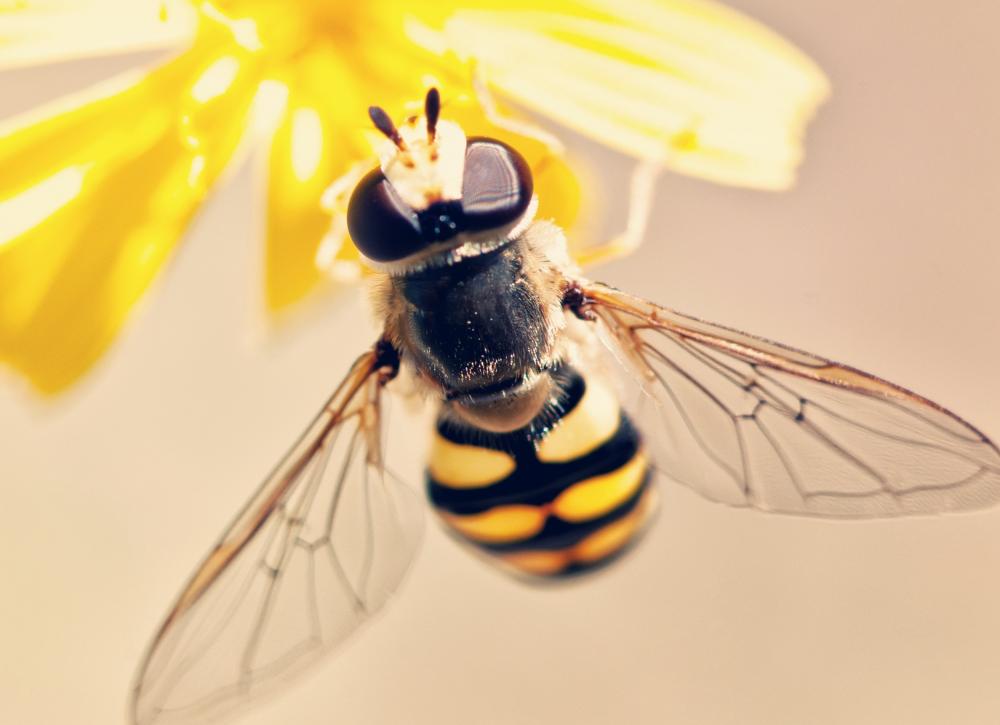 Технологические фирмы помогают пчелам, используя  удаленный мониторинг