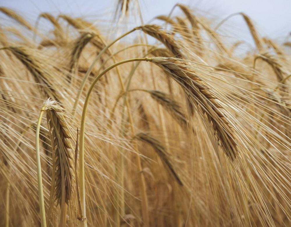 РФ временно запретит вывозить зерновые культуры в страны ЕАЭС