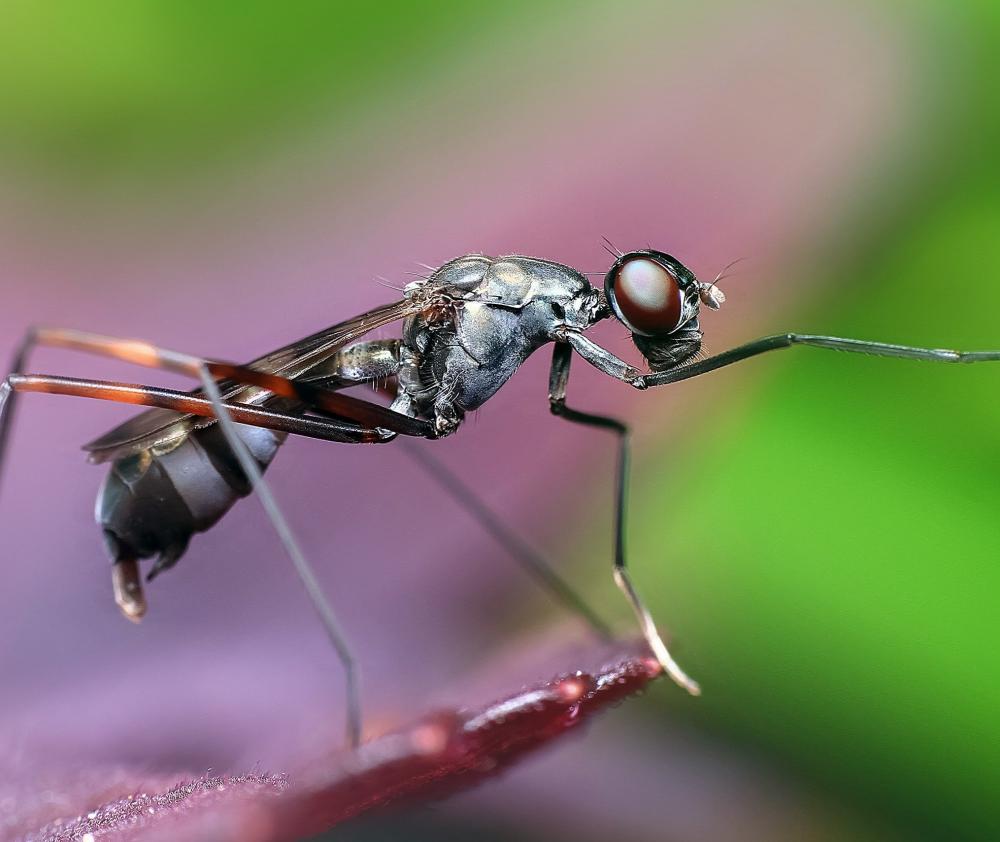 Билл Гейтс вложился в создание генно-модифицированных комаров