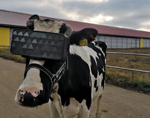 Высокие технологии в сельском хозяйстве. Зачем коровам VR-очки