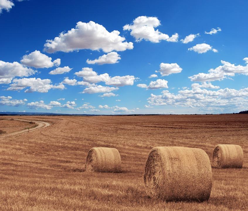 Токаев подписал поправки по вопросам агропромышленного комплекса
