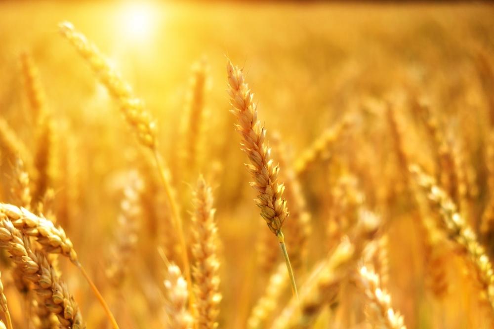 Государство осуществит прямой закуп 350 тысяч тонн пшеницы у аграриев
