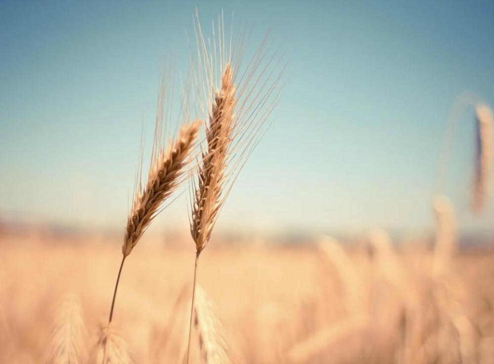 Зерновой кризис: грозит ли Казахстану дефицит хлеба